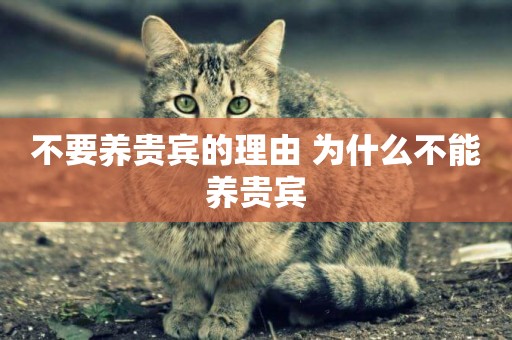 不要養貴賓的理由 為什么不能養貴賓