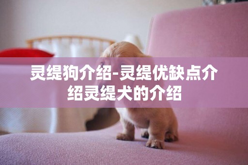 靈緹狗介紹-靈緹優缺點介紹靈緹犬的介紹