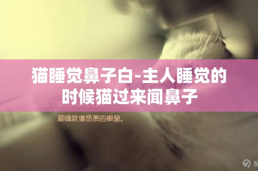 貓睡覺鼻子白-主人睡覺的時候貓過來聞鼻子