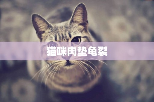 貓咪肉墊龜裂
