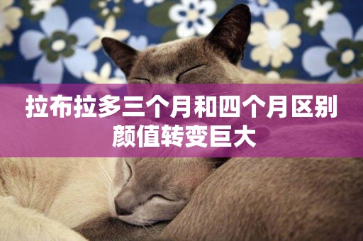 拉布拉多三個月和四個月區別 顏值轉變巨大