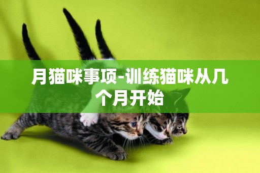 月貓咪事項-訓練貓咪從幾個月開始