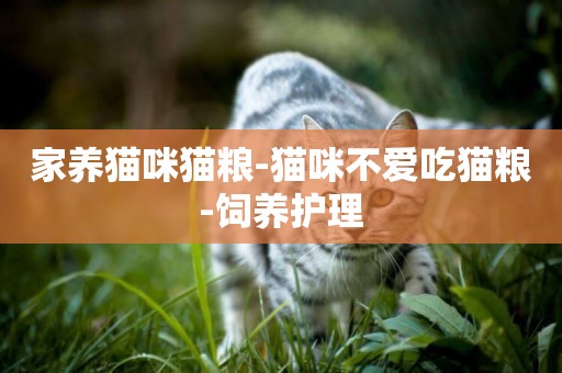家養貓咪貓糧-貓咪不愛吃貓糧-飼養護理