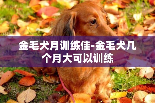 金毛犬月訓練佳-金毛犬幾個月大可以訓練