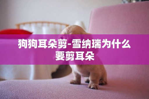 狗狗耳朵剪-雪納瑞為什么要剪耳朵