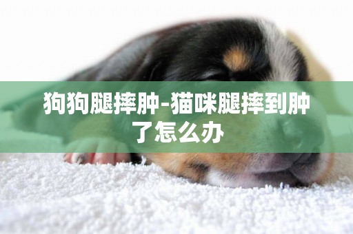 狗狗腿摔腫-貓咪腿摔到腫了怎么辦