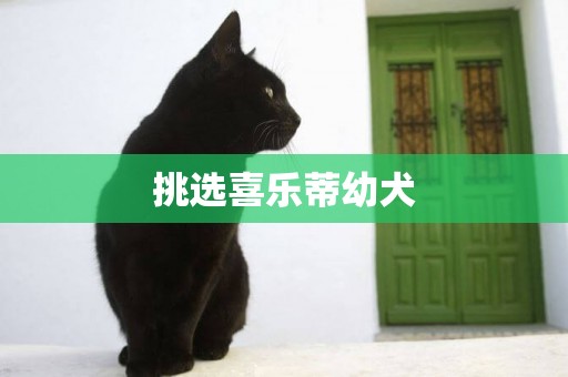 挑選喜樂蒂幼犬