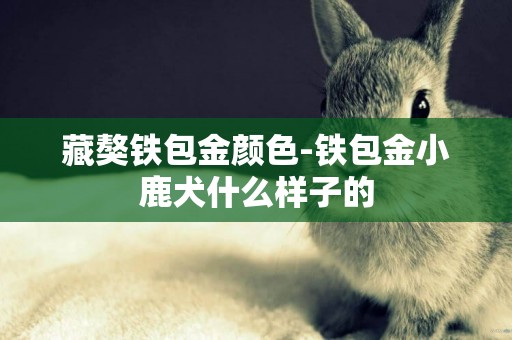 藏獒鐵包金顏色-鐵包金小鹿犬什么樣子的