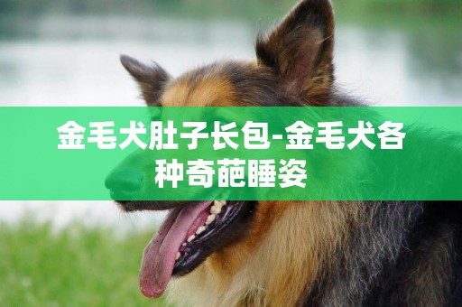 金毛犬肚子長包-金毛犬各種奇葩睡姿