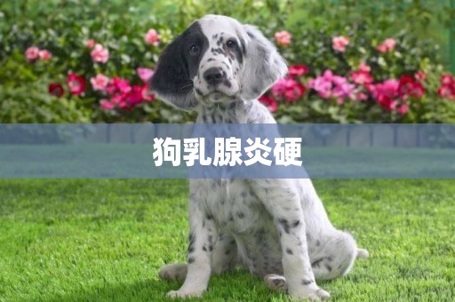 狗乳腺炎硬