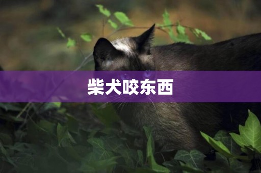 柴犬咬東西