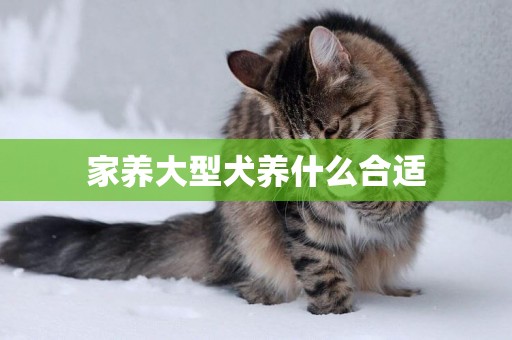 家養大型犬養什么合適