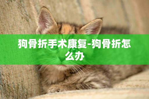 狗骨折手術康復-狗骨折怎么辦