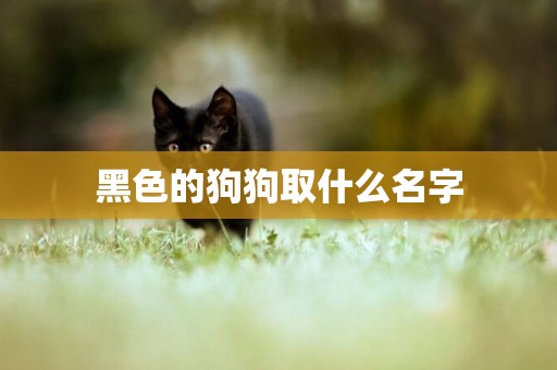 黑色的狗狗取什么名字