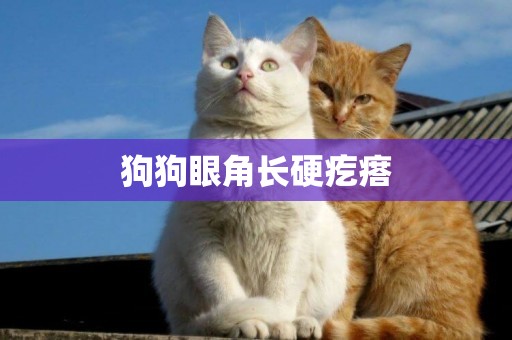 狗狗眼角長硬疙瘩