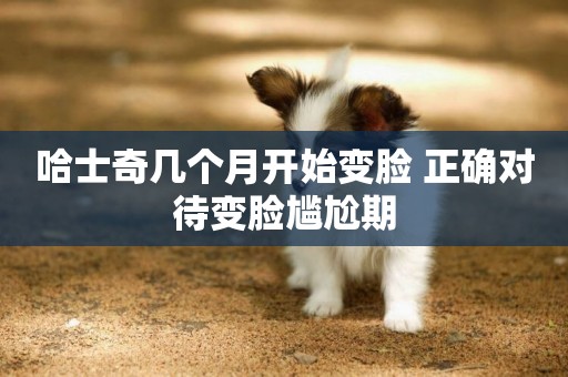 哈士奇幾個月開始變臉 正確對待變臉尷尬期