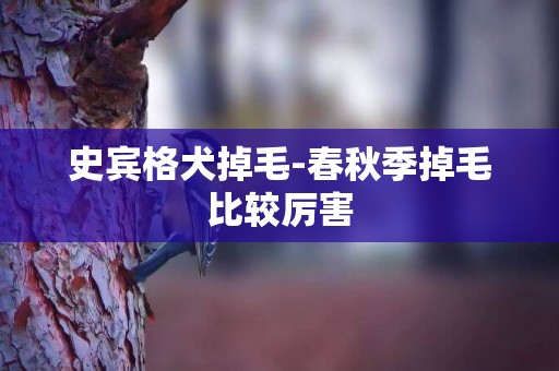史賓格犬掉毛-春秋季掉毛比較厲害