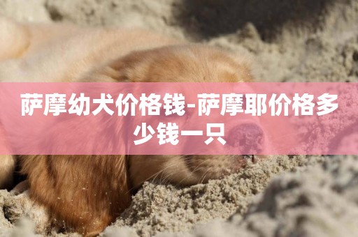 薩摩幼犬價格錢-薩摩耶價格多少錢一只
