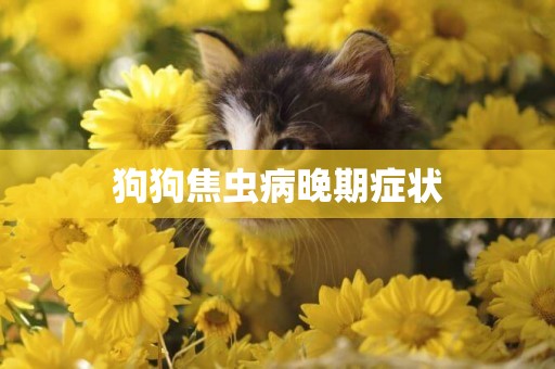 狗狗焦蟲病晚期癥狀