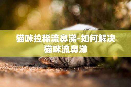 貓咪拉稀流鼻涕-如何解決貓咪流鼻涕