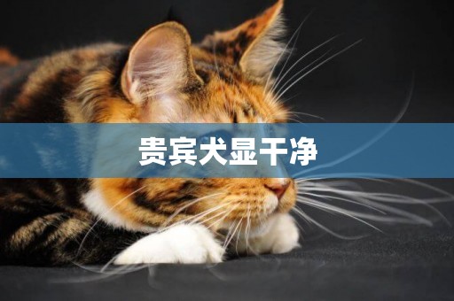 貴賓犬顯干凈