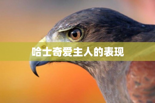 哈士奇愛主人的表現