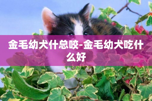 金毛幼犬什總咬-金毛幼犬吃什么好