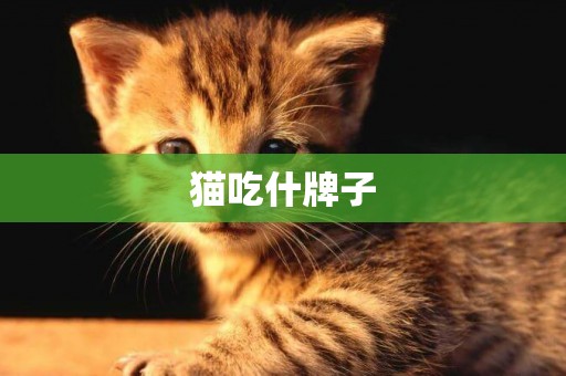 貓吃什牌子