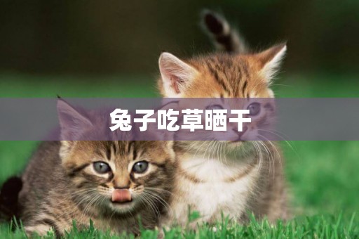 兔子吃草曬干