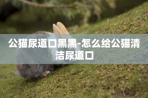 公貓尿道口黑黑-怎么給公貓清潔尿道口