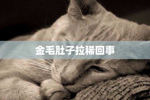 金毛肚子拉稀回事