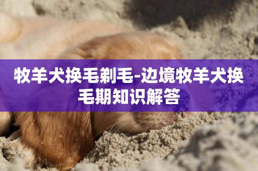 牧羊犬換毛剃毛-邊境牧羊犬換毛期知識解答