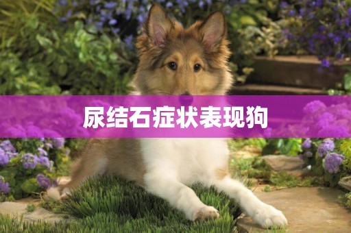 尿結石癥狀表現狗