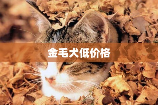 金毛犬低價格