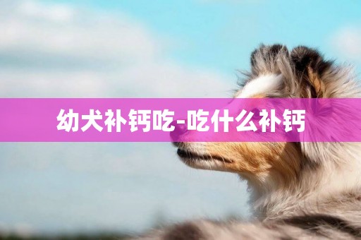 幼犬補鈣吃-吃什么補鈣