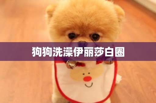 狗狗洗澡伊麗莎白圈