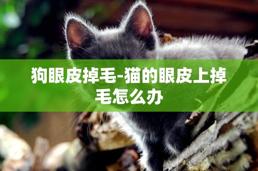 狗眼皮掉毛-貓的眼皮上掉毛怎么辦