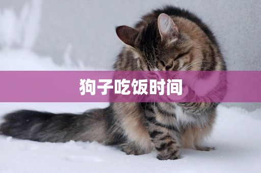 狗子吃飯時間