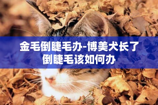 金毛倒睫毛辦-博美犬長了倒睫毛該如何辦