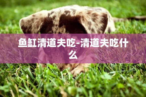 魚缸清道夫吃-清道夫吃什么