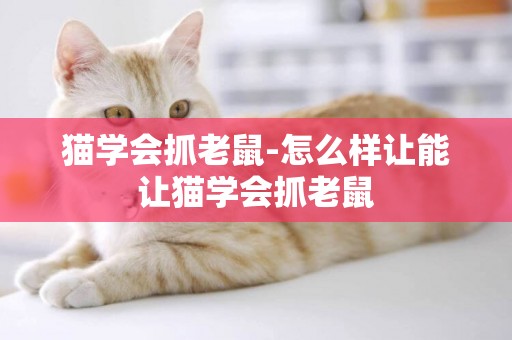 貓學會抓老鼠-怎么樣讓能讓貓學會抓老鼠