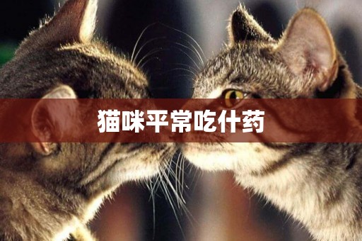 貓咪平常吃什藥