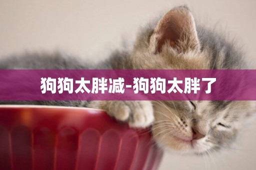 狗狗太胖減-狗狗太胖了