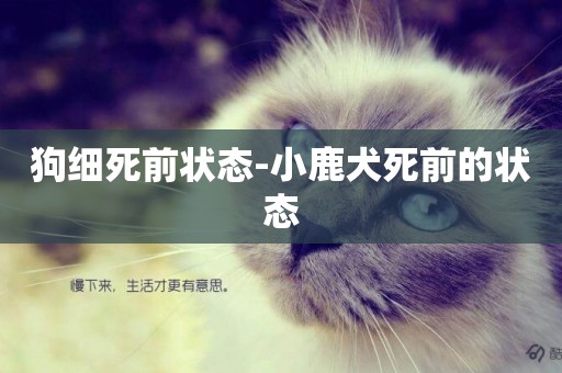 狗細死前狀態-小鹿犬死前的狀態