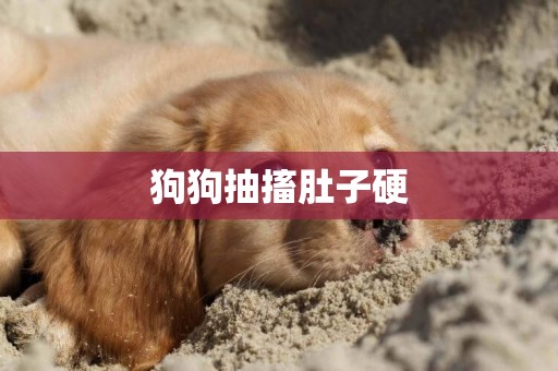 狗狗抽搐肚子硬
