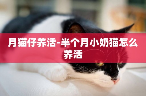 月貓仔養活-半個月小奶貓怎么養活