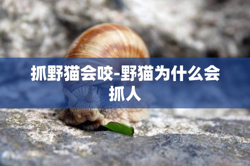 抓野貓會咬-野貓為什么會抓人