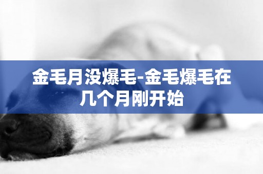 金毛月沒爆毛-金毛爆毛在幾個月剛開始