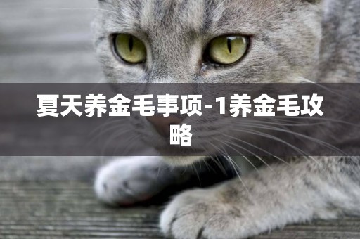 夏天養金毛事項-1養金毛攻略