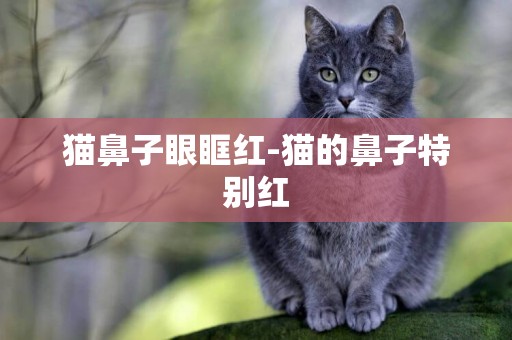 貓鼻子眼眶紅-貓的鼻子特別紅